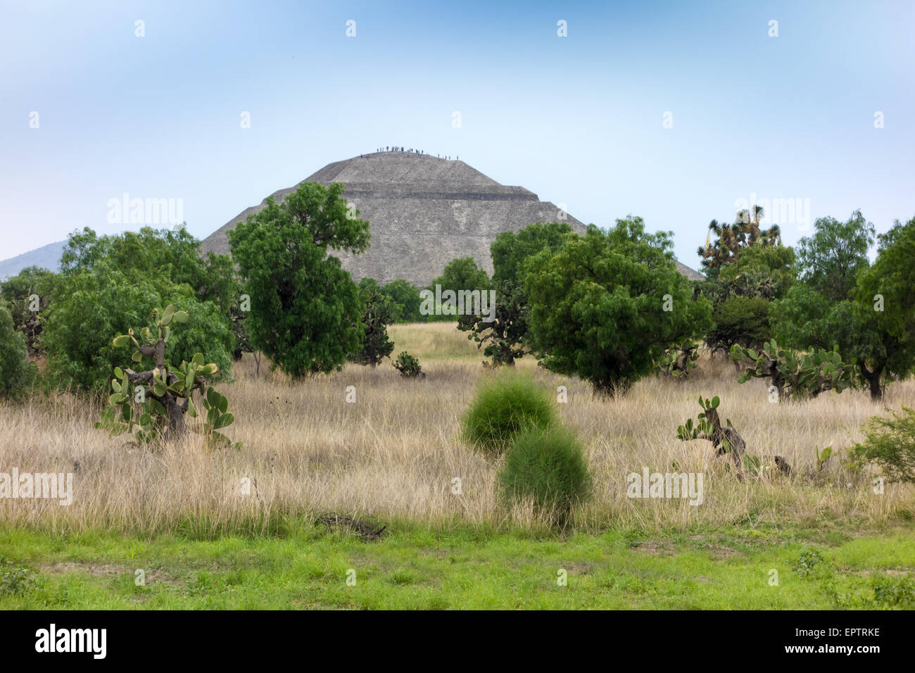 Garten mit Ruinen im Hintergrund, Teotihuacan, Mexiko-Stadt, Mexiko Stockfoto