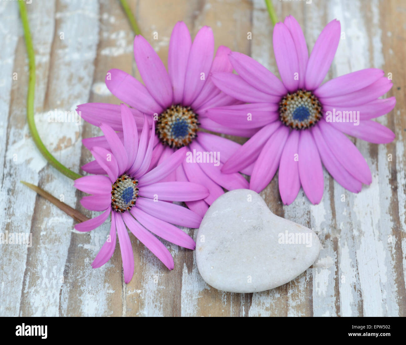 Corolla von Blumen auf altem Holz mit steinernen Herzen Stockfoto