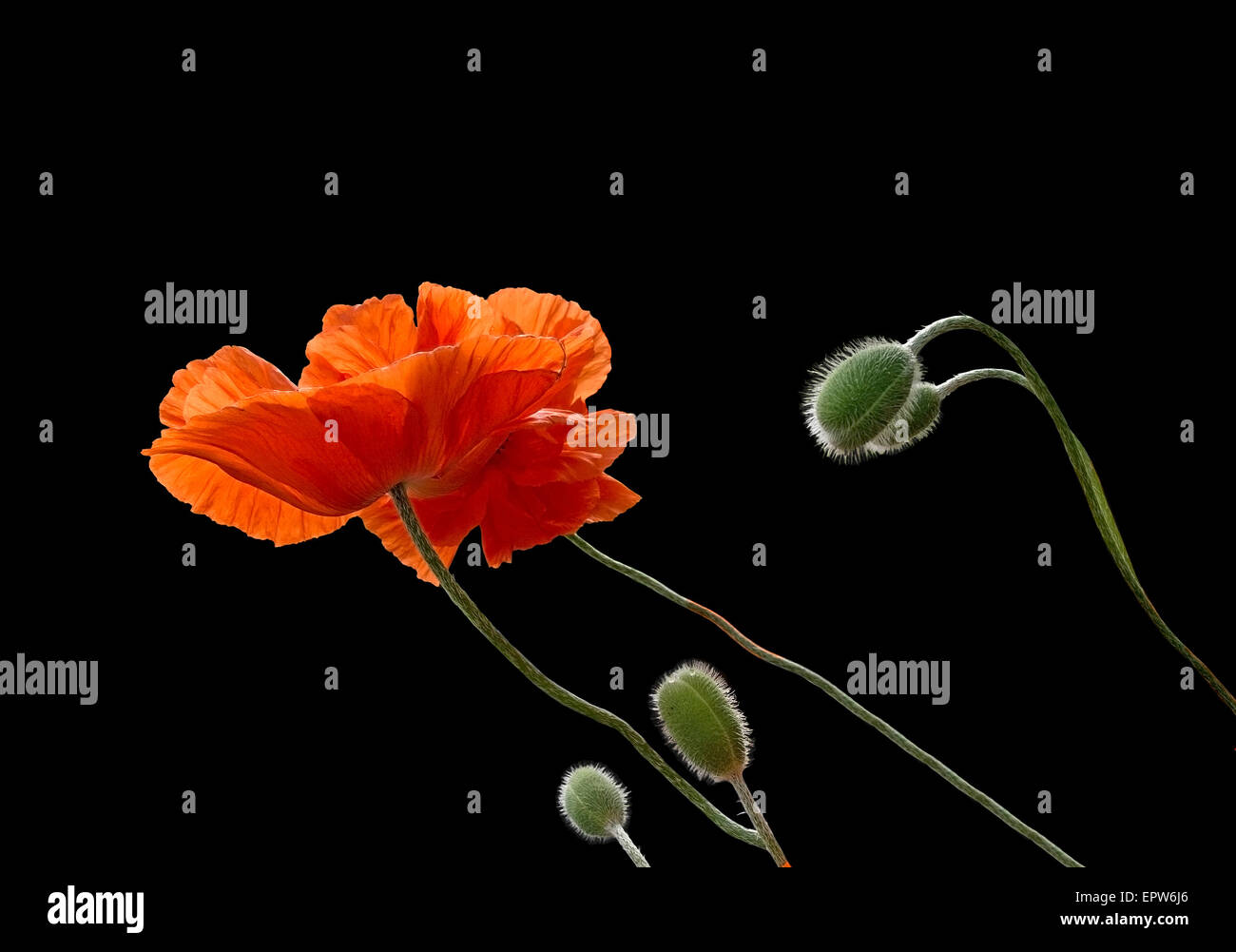 Mohn blüht in kräftige orange Farbe und grünen Knospen isoliert auf schwarz. Stockfoto