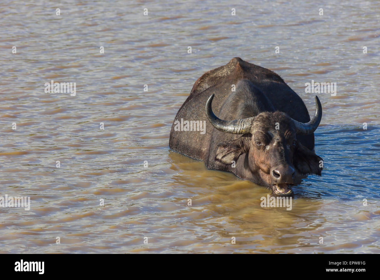 Buffalo kauen Wiederkäuen, während in einem Damm Wasser untergetaucht Stockfoto