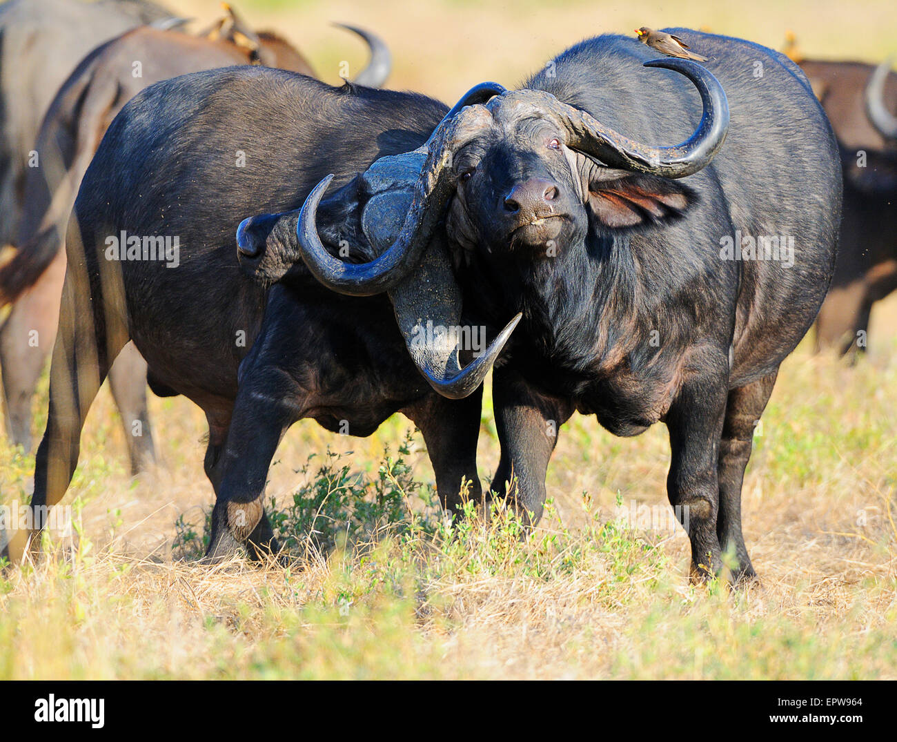 Afrikanische Büffel oder Cape-Büffel (Syncerus Caffer), Stiere kämpfen, South Luangwa Nationalpark, Sambia Stockfoto