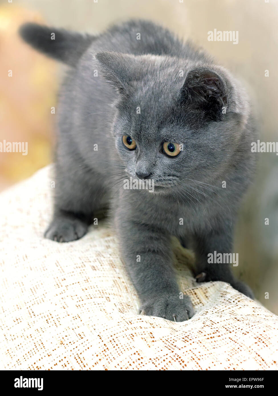 Britische Rasse Kätzchen rauchig-graue Farbe während des Spielens Stockfoto