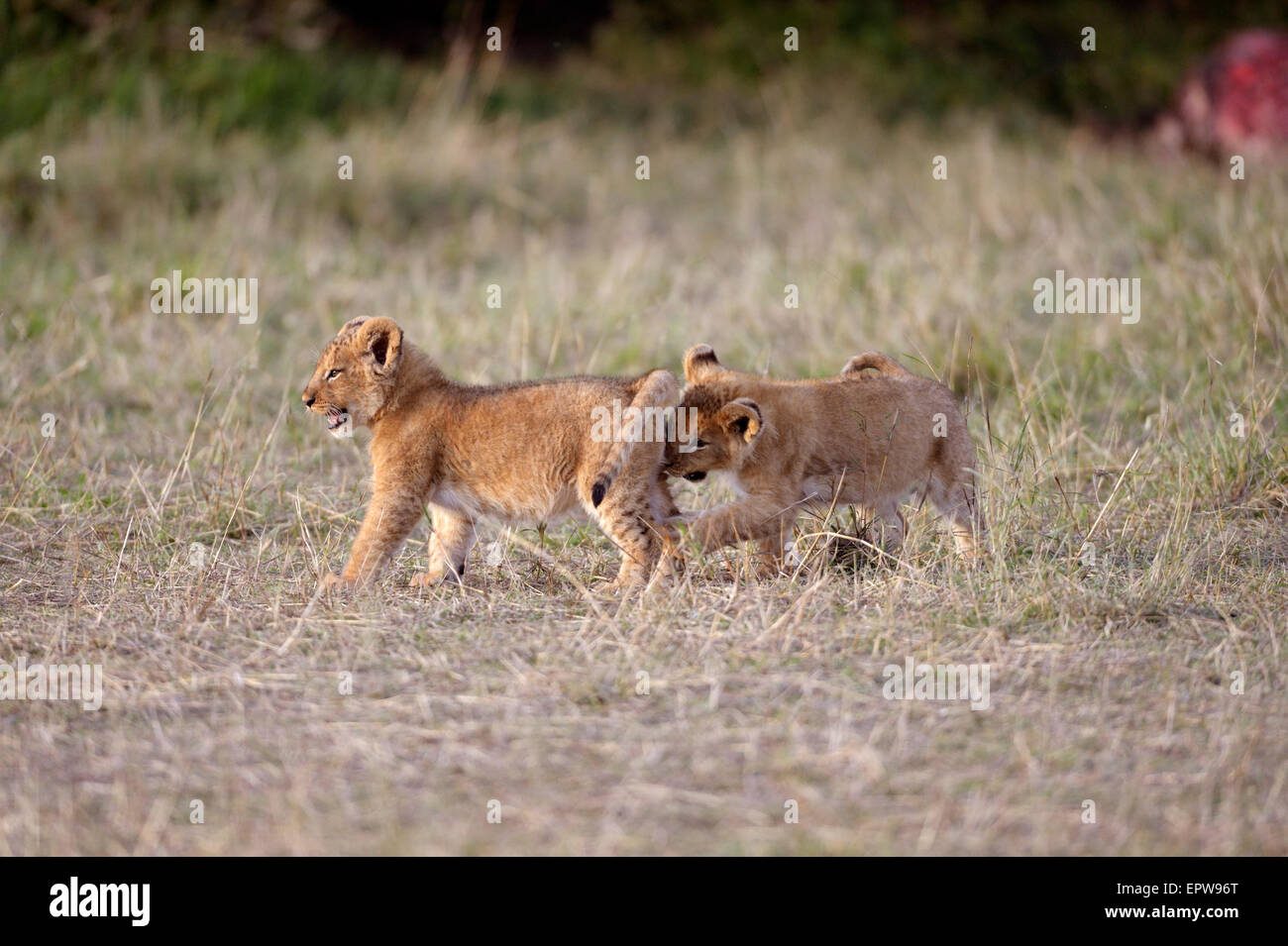 Löwen (Panthera Leo), spielen jungen, Masai Mara National Reserve, Kenia Stockfoto