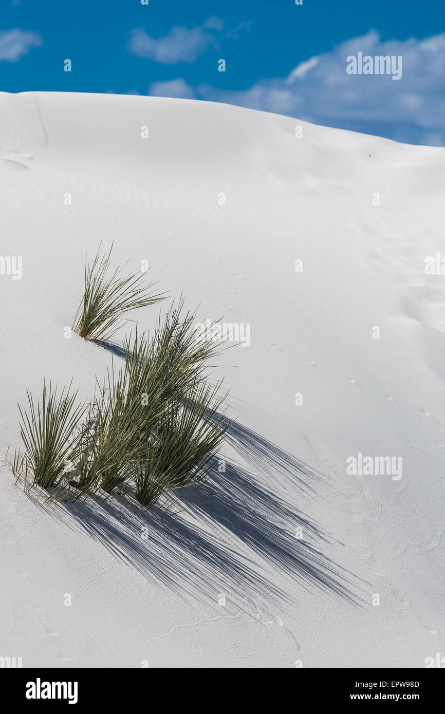 Wüste Graspflanzen auf weiße Sanddüne, White Sands National Monument, Alamogordo, New Mexico, USA Stockfoto