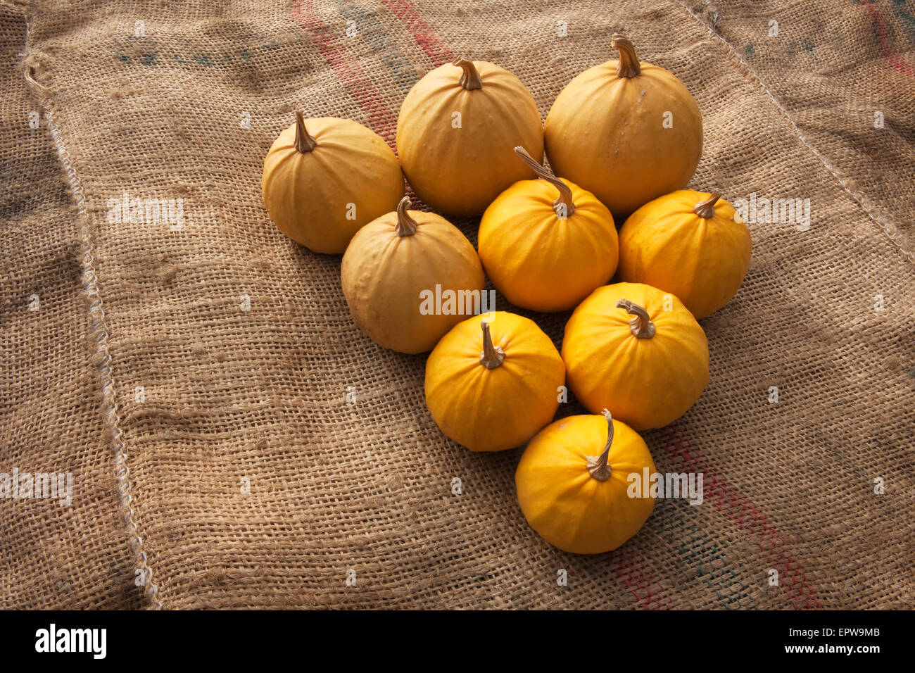 Haus von Erbe Saatgut Vielfalt Ram Kodu squash gewachsen. Ende September gepflückt. North Wales, UK Stockfoto