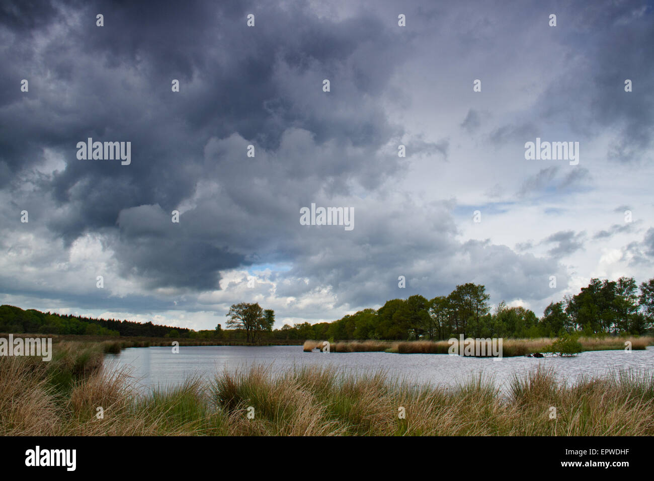 Dunkle Wolken über dem See auf einem Moor am Ufer gemeinsame rush Stockfoto