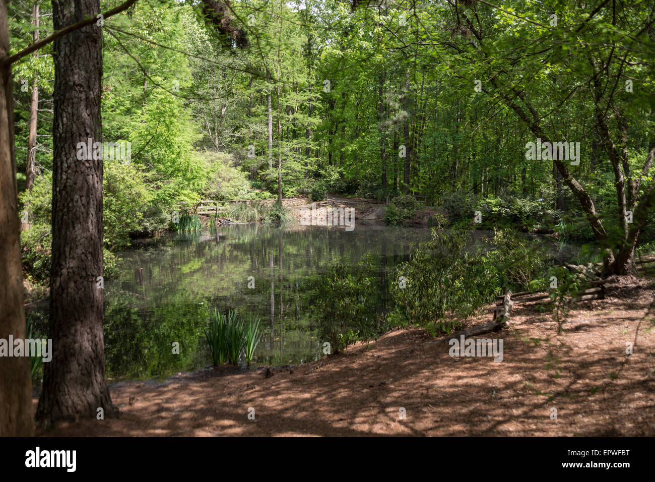 Erbe Teich South Carolina Botanical Gardens Clemson South