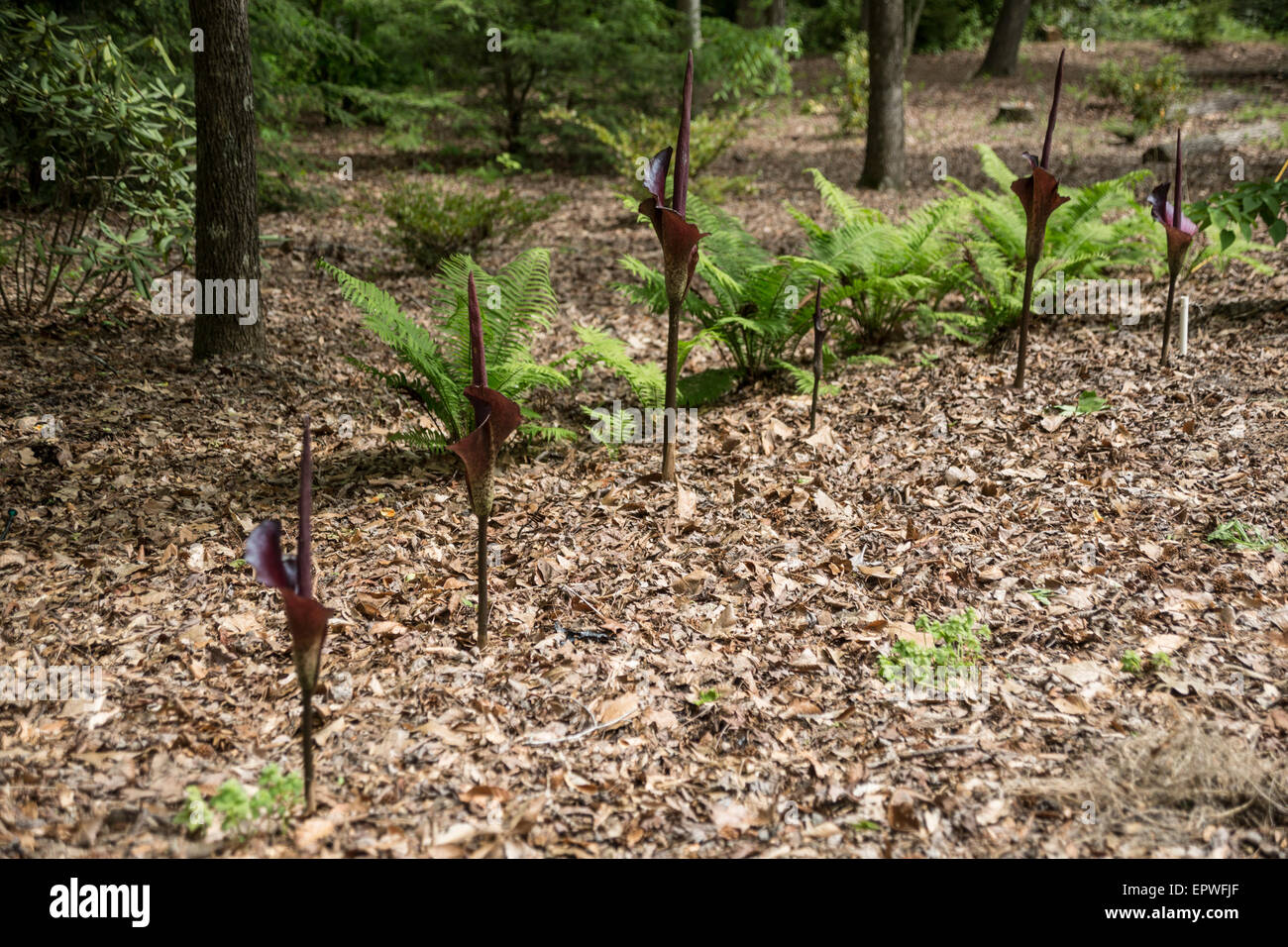 Amorphophallus Konjac South Carolina Botanical Gardens Clemson