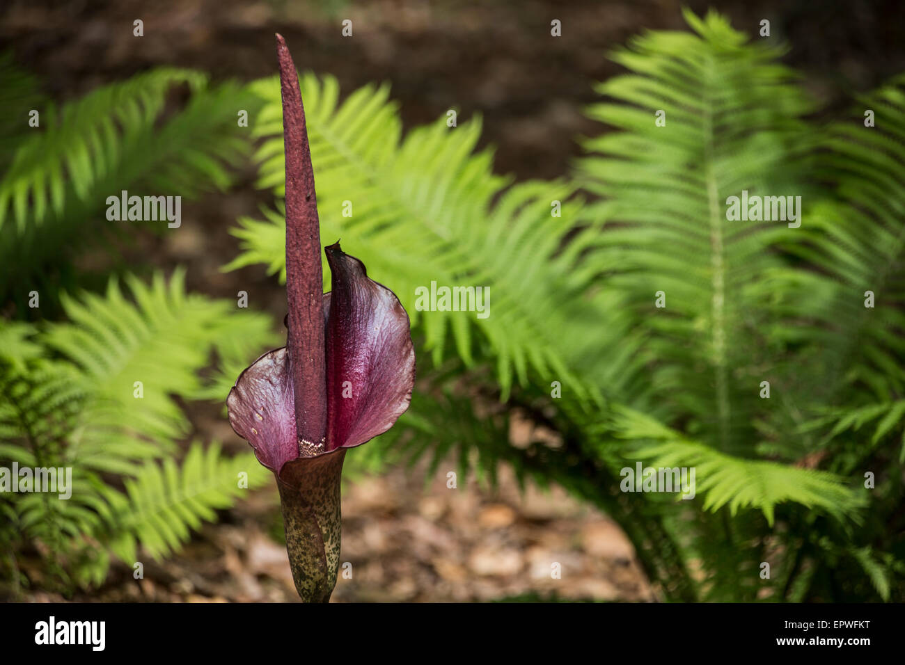 Amorphophallus Konjac South Carolina Botanical Gardens Clemson