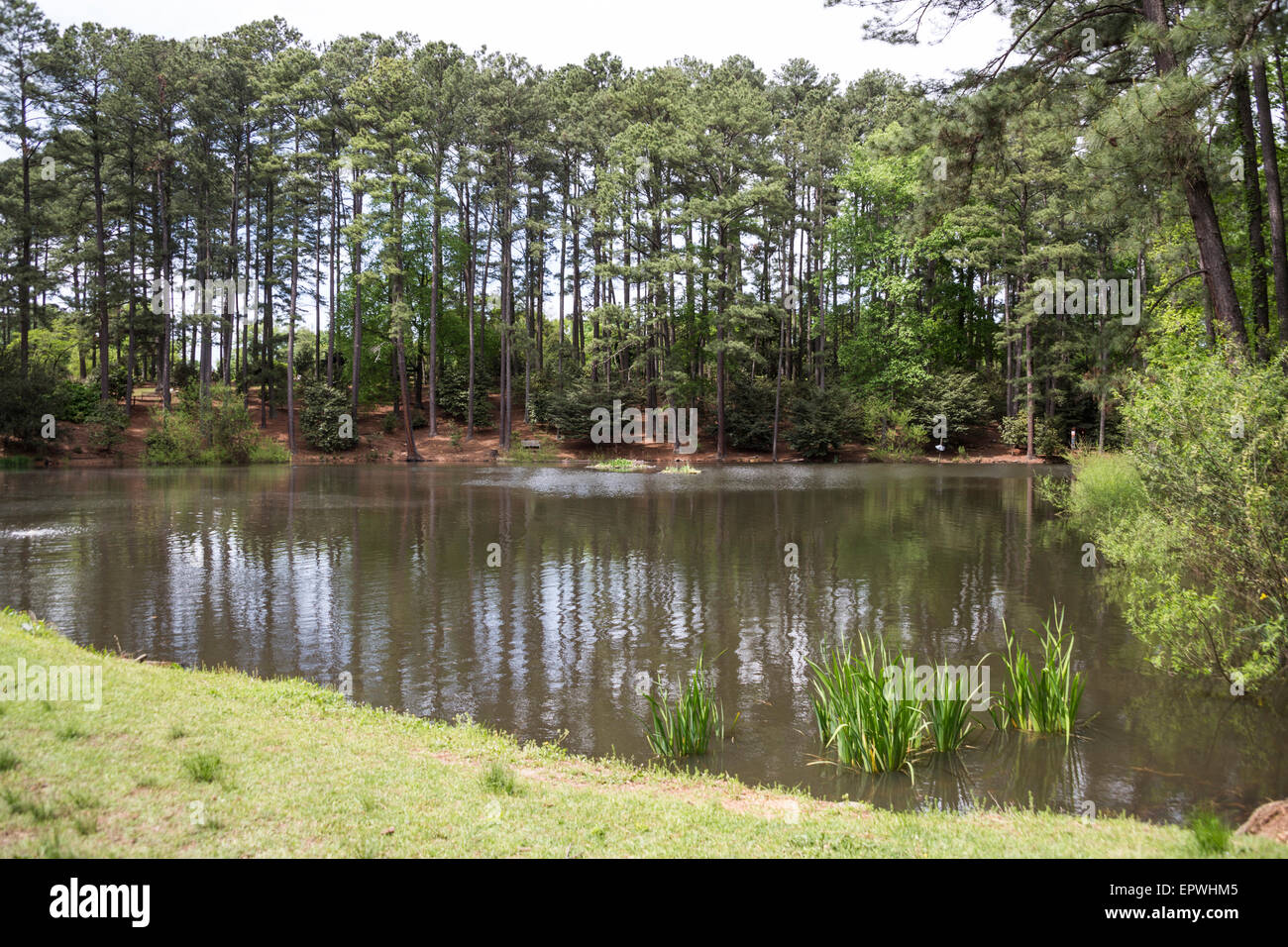 Duck Pond, South Carolina Botanical Gardens, Clemson, South Carolina, USA Stockfoto