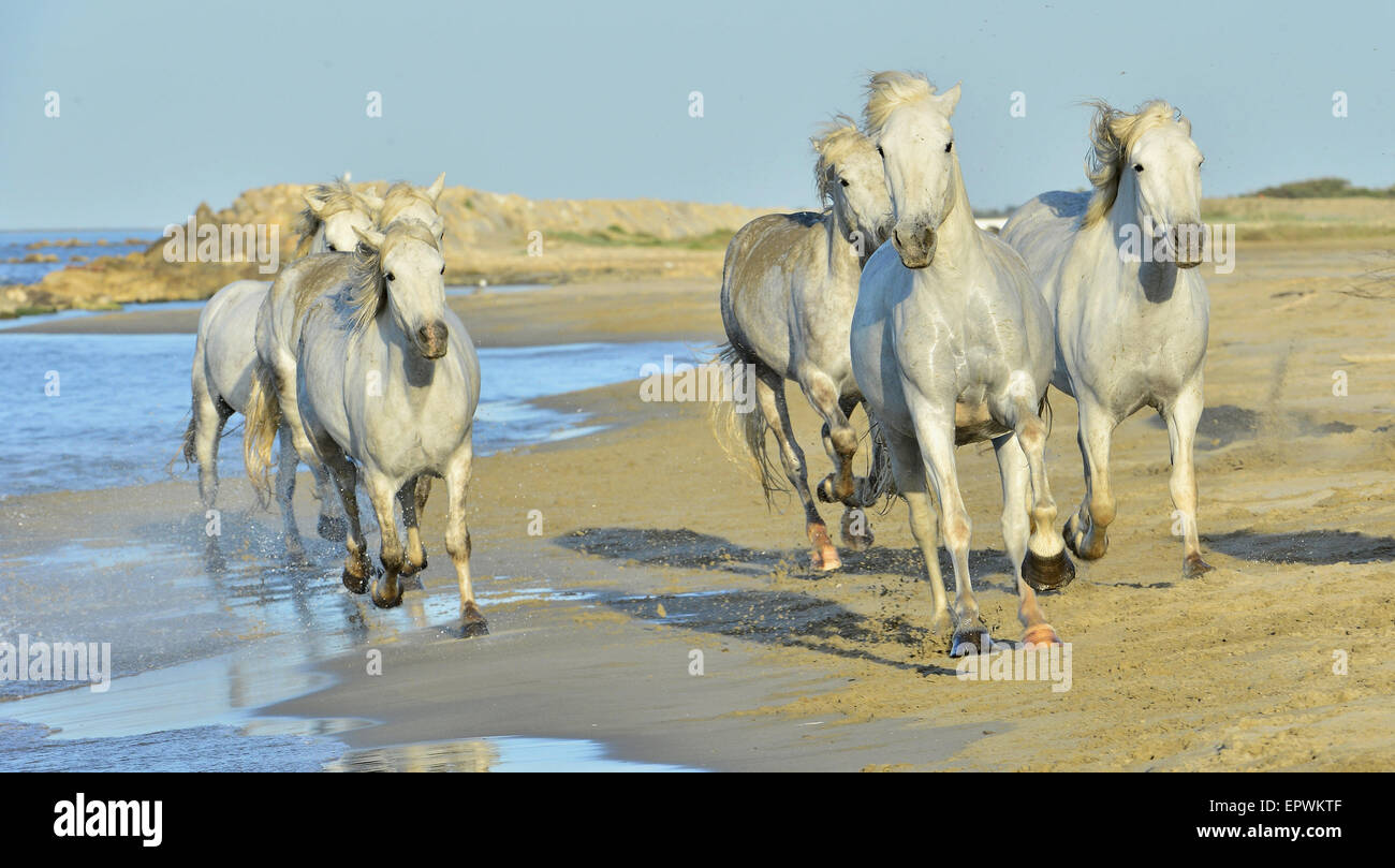 Weiße Pferde der Camargue, die durch Wasser laufen. Frankreich Stockfoto