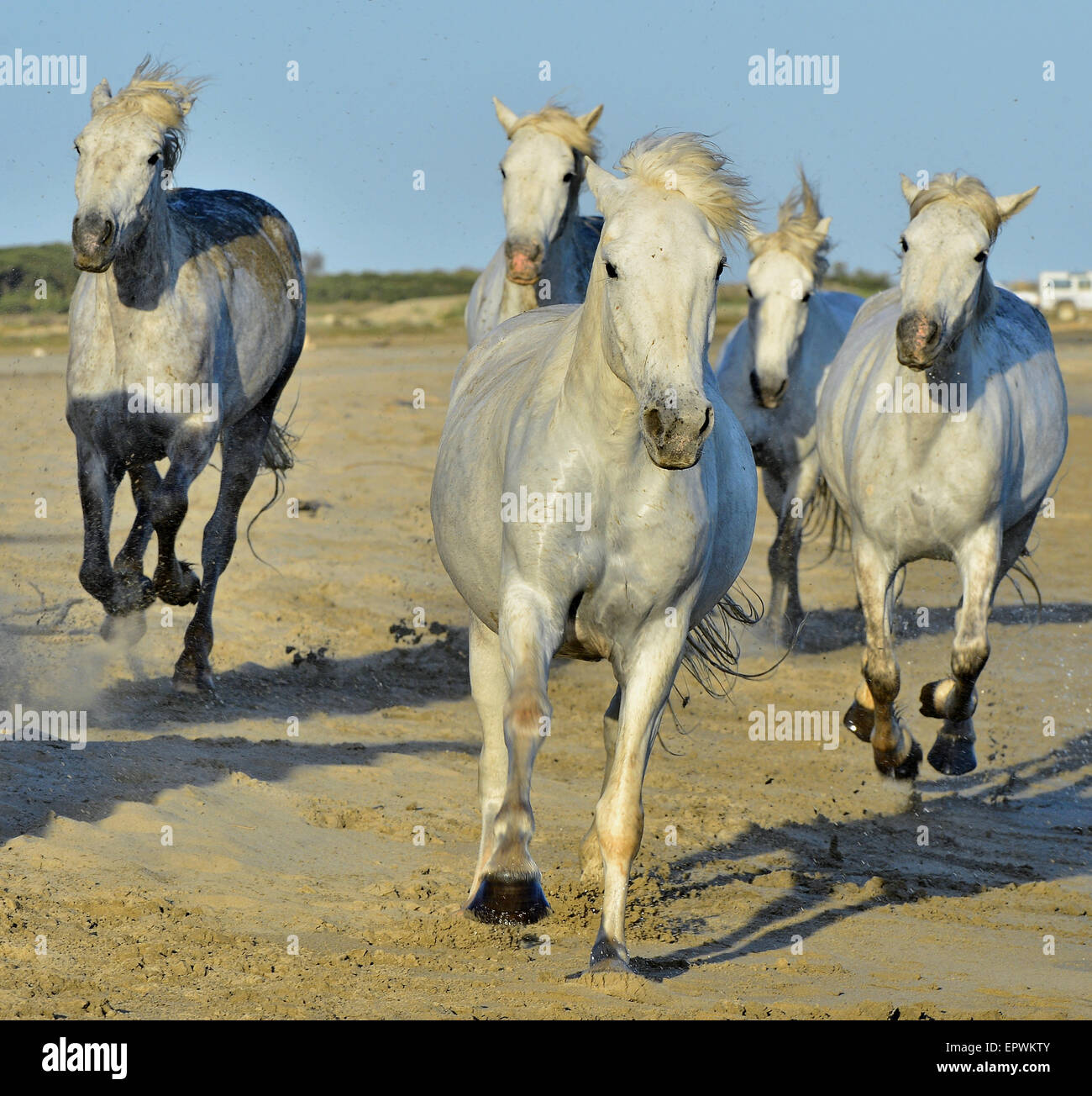 Weiße Pferde der Camargue, die durch Wasser laufen. Frankreich Stockfoto
