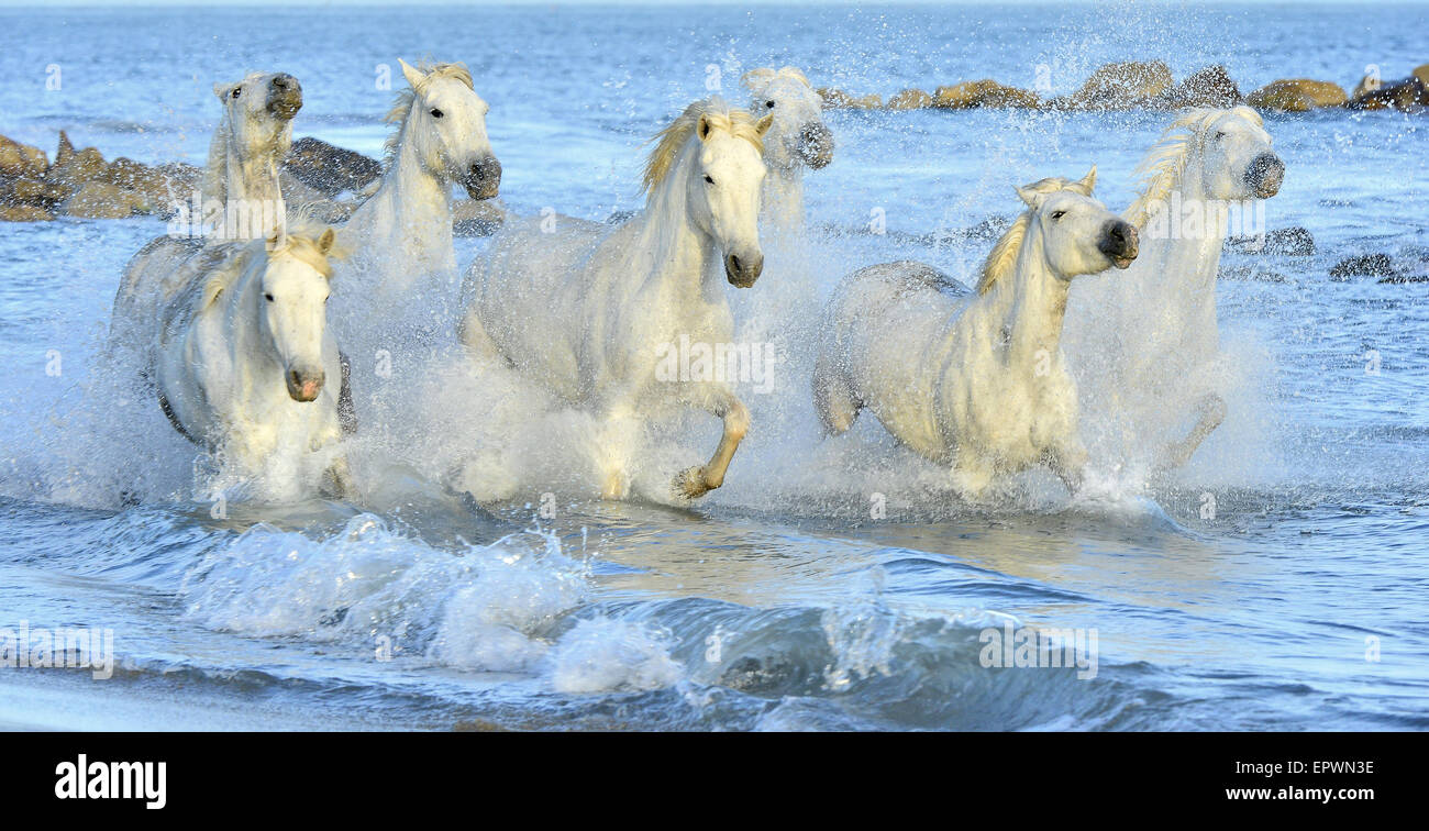 Weiße Pferde der Camargue, die durch Wasser laufen. Frankreich Stockfoto