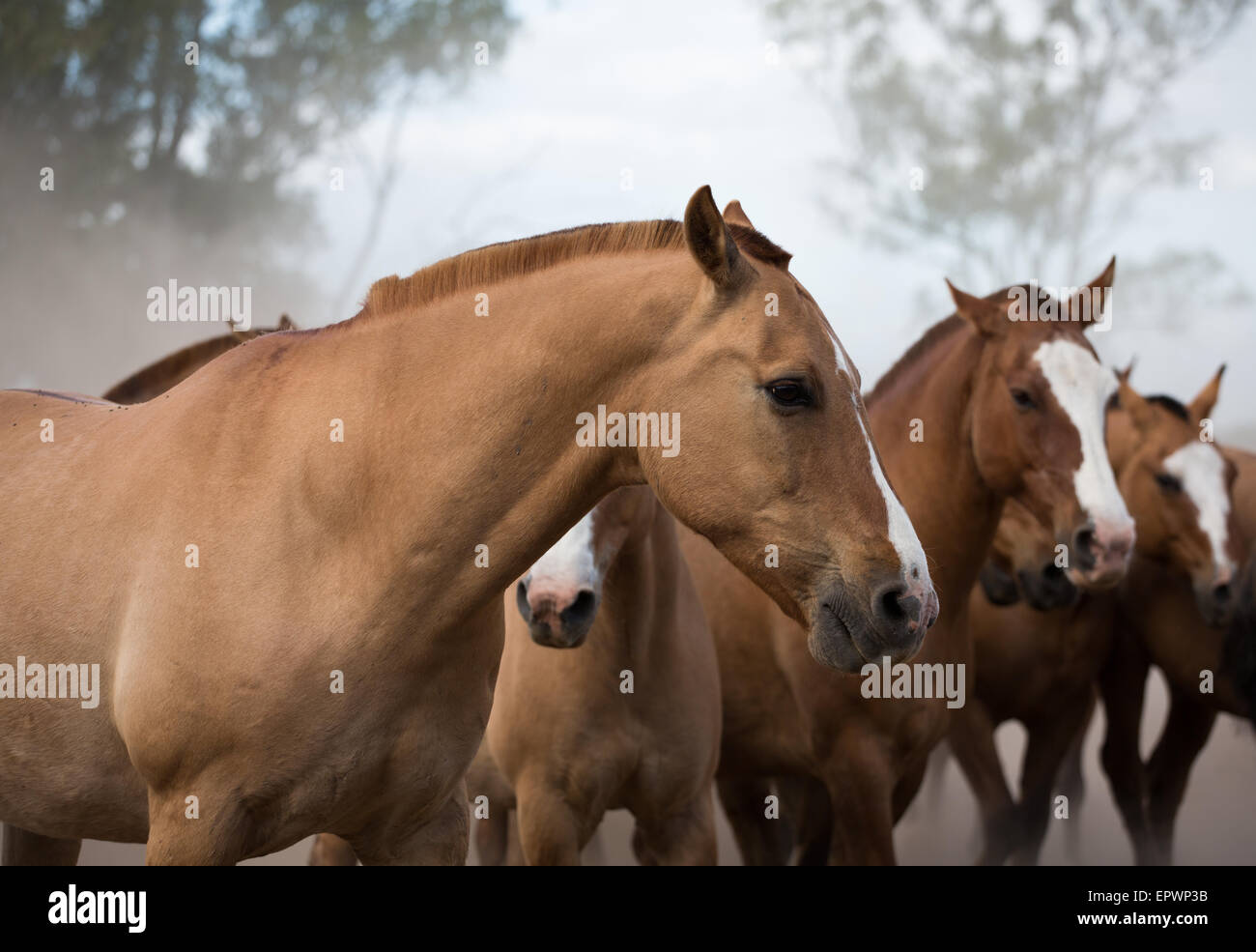 Pferde auf einer Ranch in Argentinien Stockfoto
