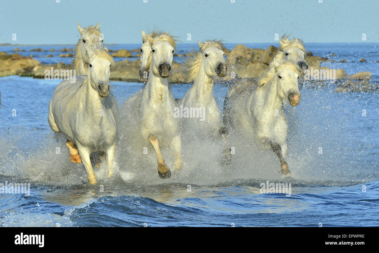 Laufenden weißen Pferde der Camargue Stockfoto