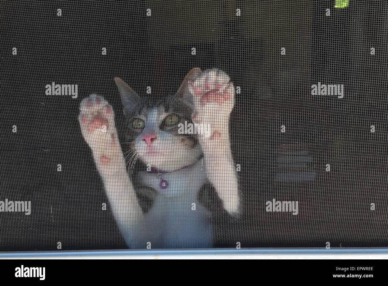 Katze hinter Fliegengitter. Stockfoto