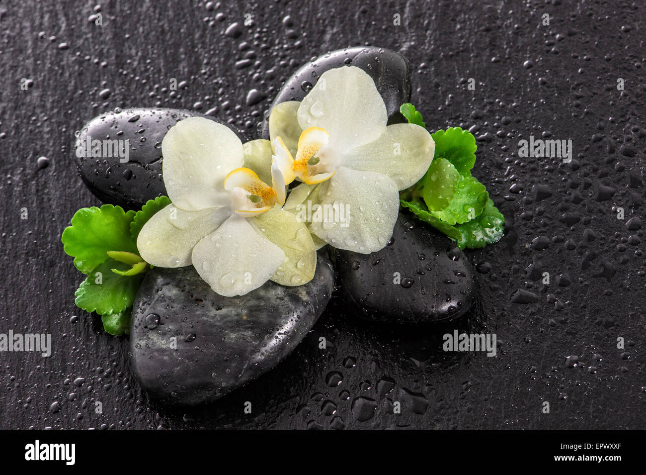 Orchidee blüht und grüne Blätter auf schwarzem Hintergrund. Spa-Konzept mit Steinen und Wassertropfen Stockfoto