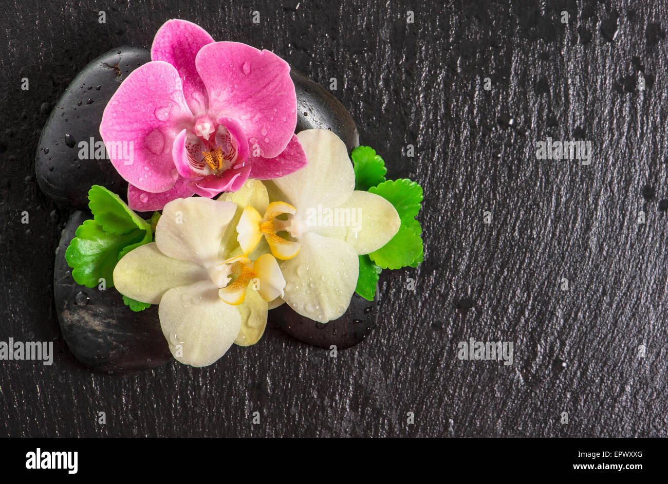 Spa-Konzept mit Orchideenblüten und grüne Blätter auf schwarzem Hintergrund Stockfoto