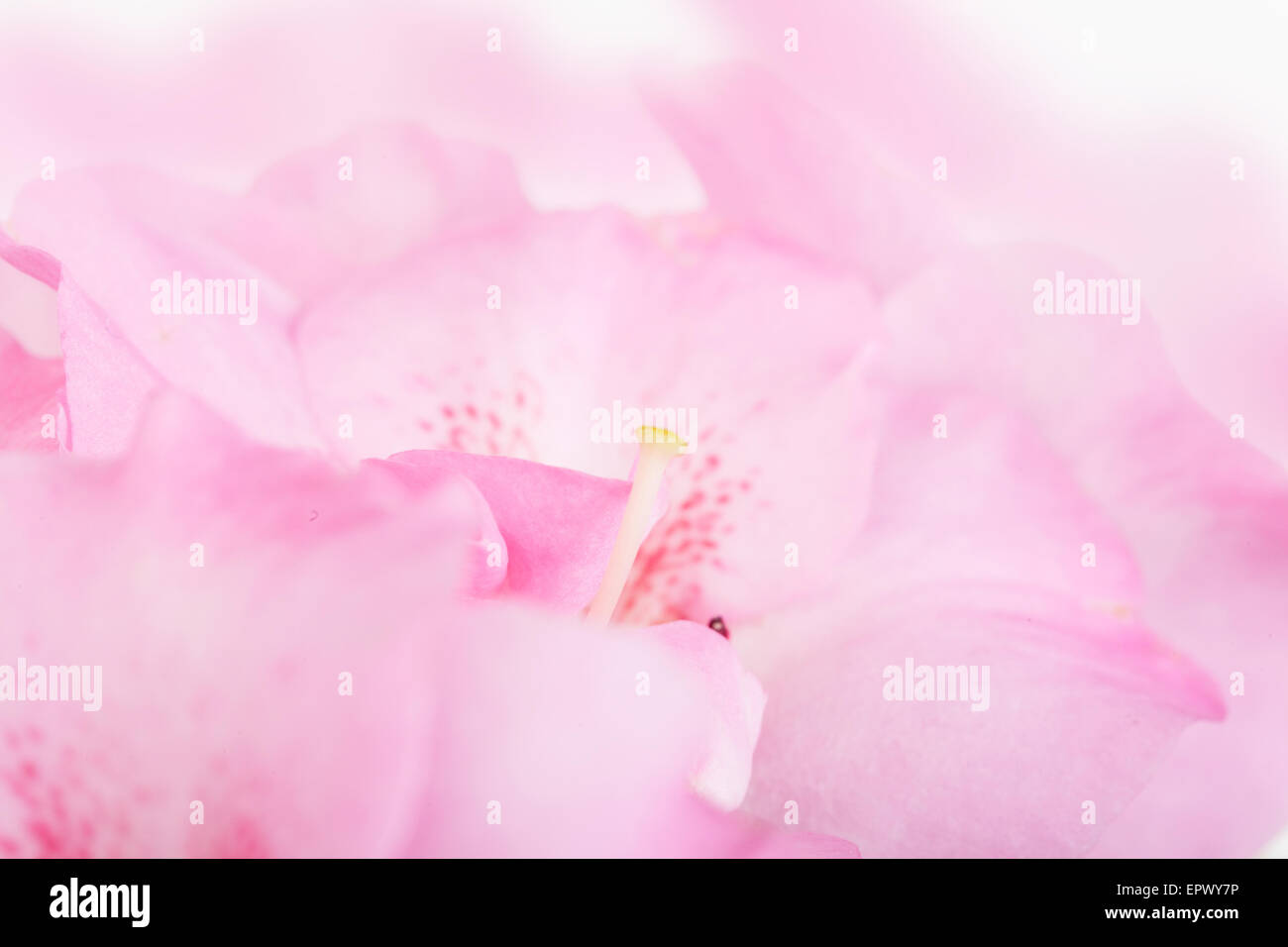 Rosa Blume Hintergrund, kleine Zone der Schärfe Stockfoto