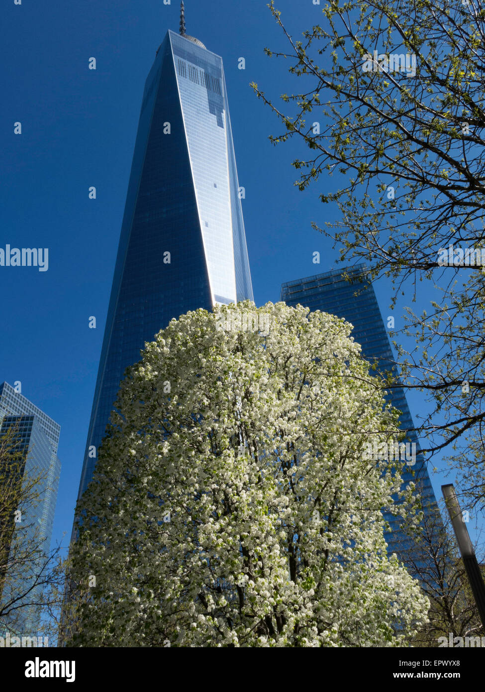 Survivor tree 9 11 -Fotos und -Bildmaterial in hoher Auflösung – Alamy