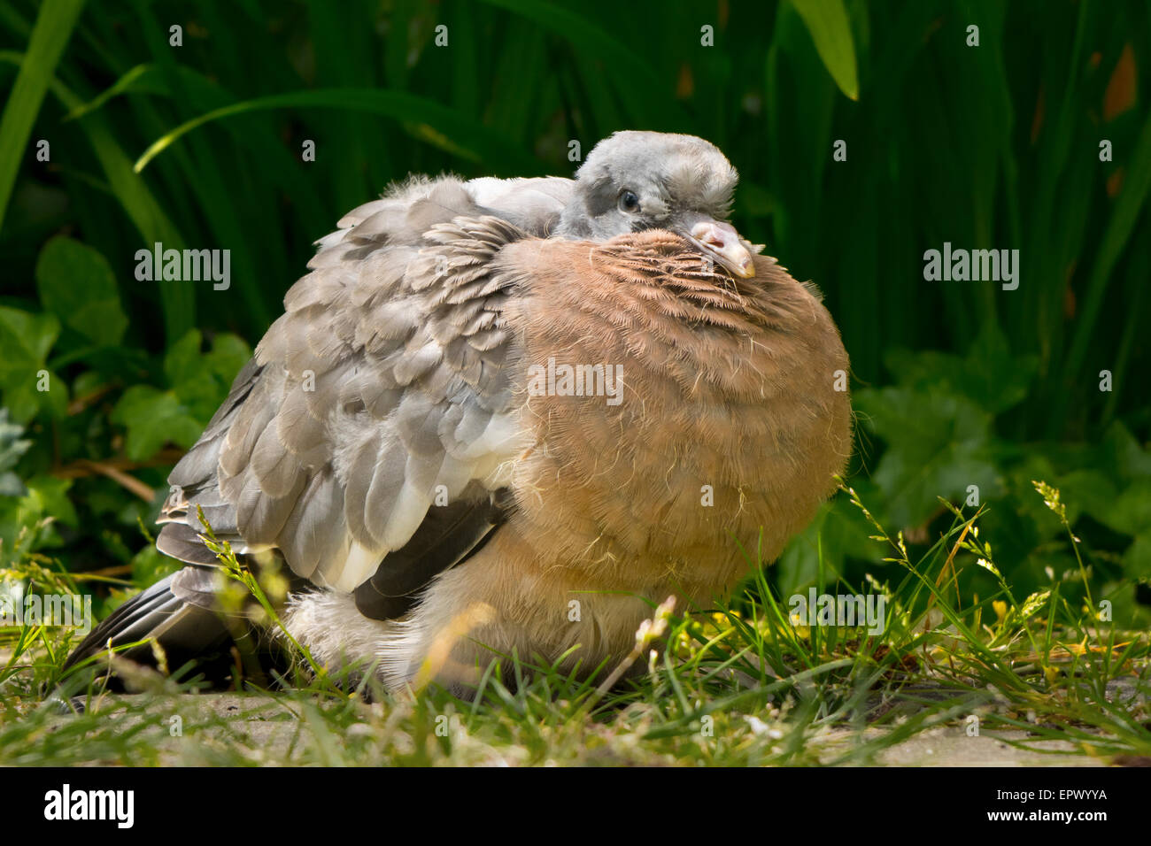 Junge Junge gemeinsame Ringeltaube Columba palumbus Stockfoto