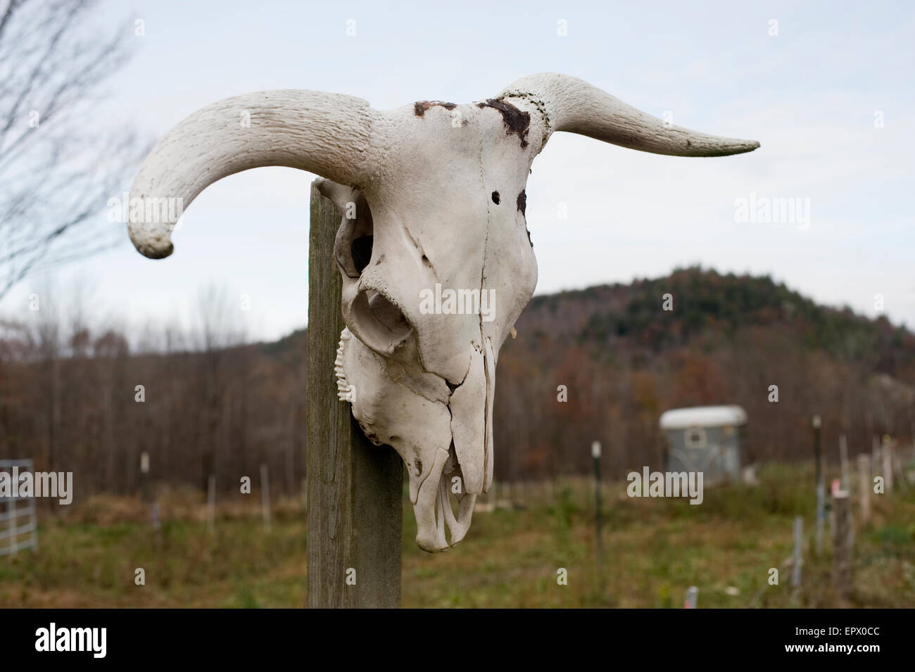 Schädel von Bull Post hängen Stockfoto
