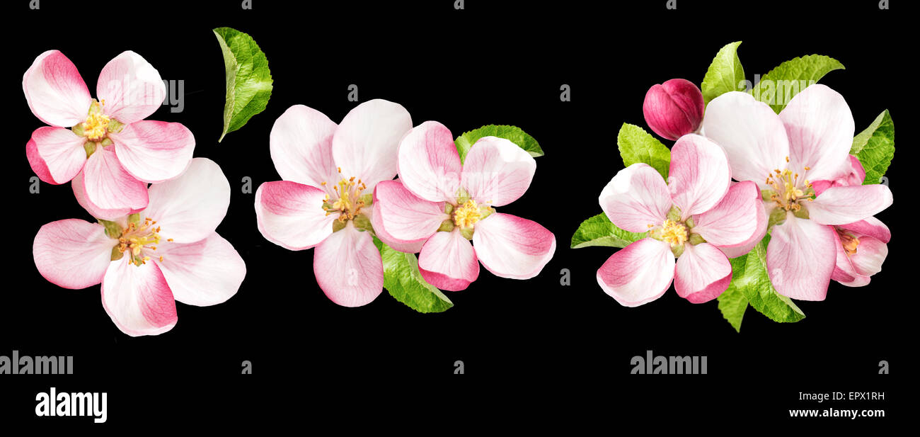Apfel-Blüten mit grünen Blättern auf schwarzem Hintergrund isoliert. Frühlingsblumen Stockfoto