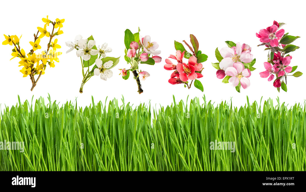 Frisches Grün und Frühlingsblumen isoliert auf weißem Hintergrund. Blüten der Forsythien, Kirsche, Apfel und Birne Baum Stockfoto