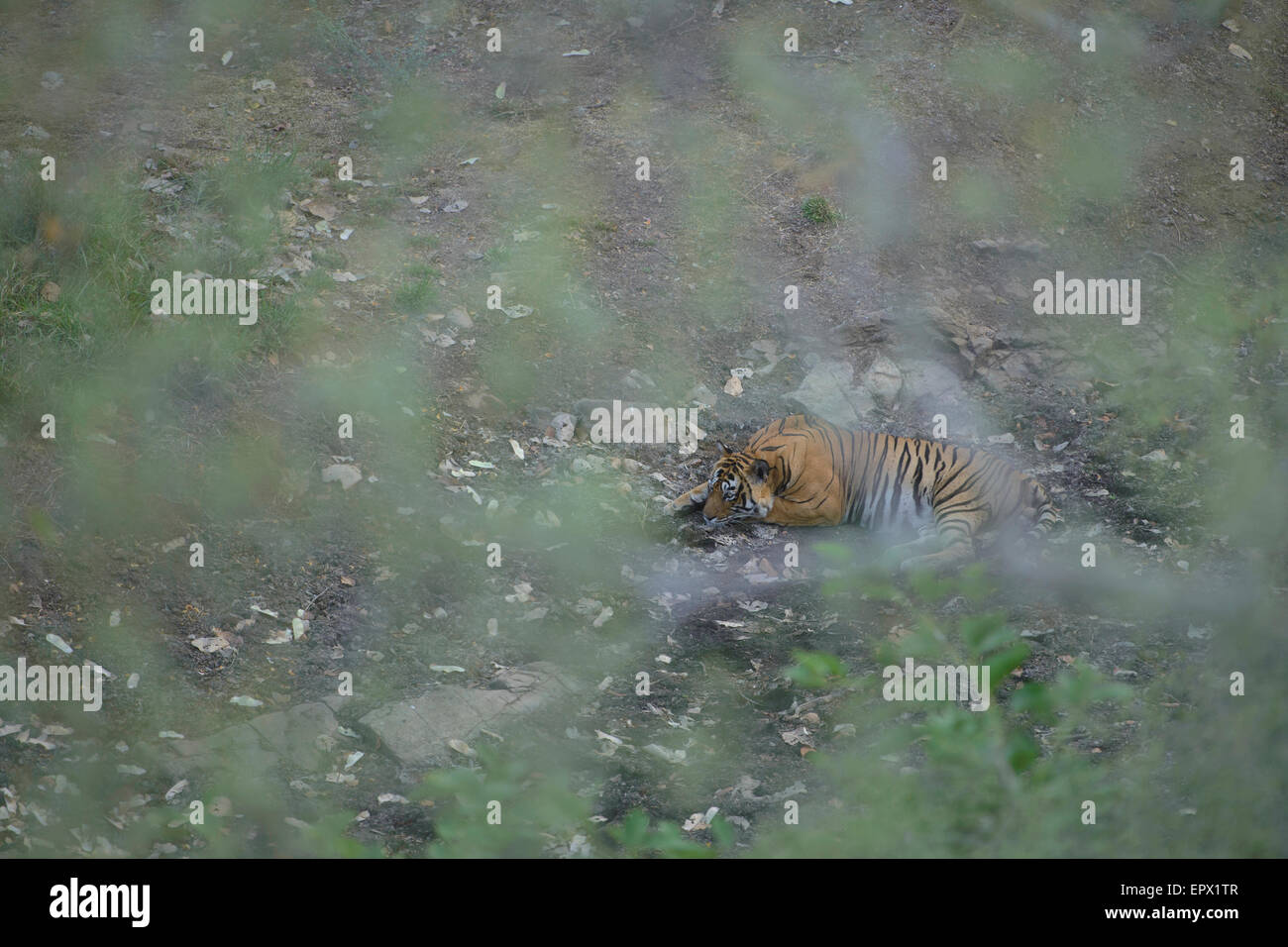 Männliche Tiger T24 oder Ustad in einem trockenen Bachbett in Ranthambhore Tiger Reserve, Rajasthan, Indien. Stockfoto