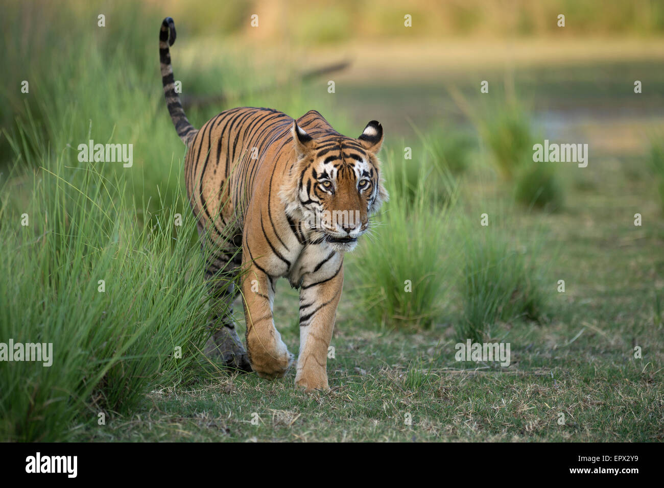 Dominante männliche Tiger 'Star' oder T28, im Bereich Rajbagh des Ranthambhore Tiger Reserve, Rajasthan, Indien. Stockfoto