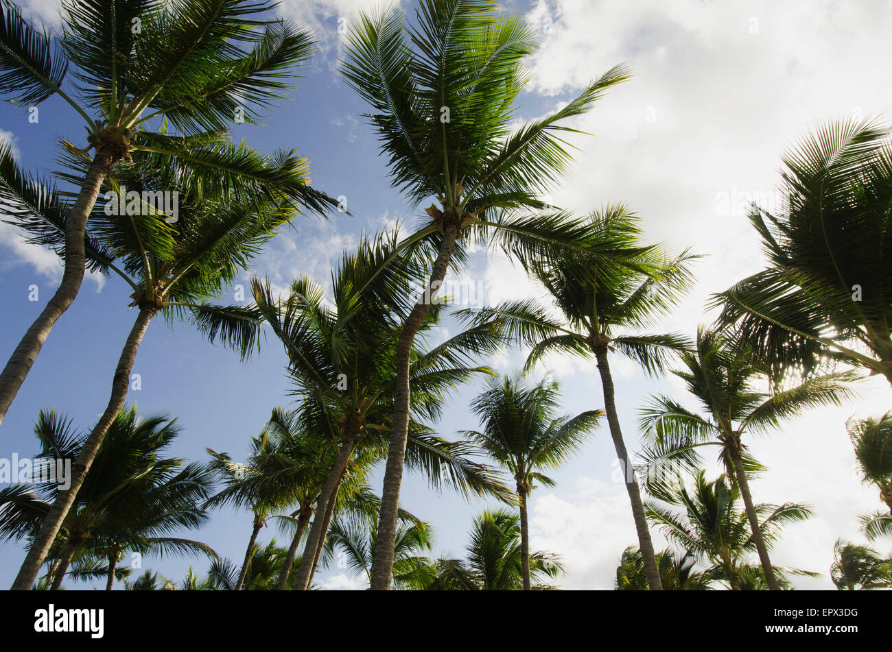 Dominikanische Republik, Punta Cana, Low-Winkel Blick auf Palmen Stockfoto
