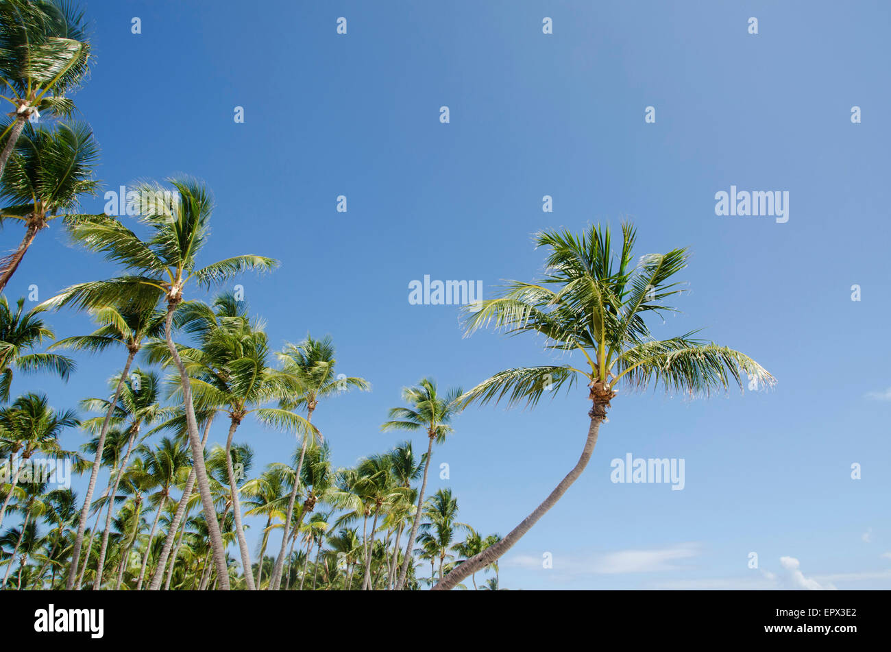 Dominikanische Republik, Punta Cana, Low-Winkel Blick auf Palmen Stockfoto