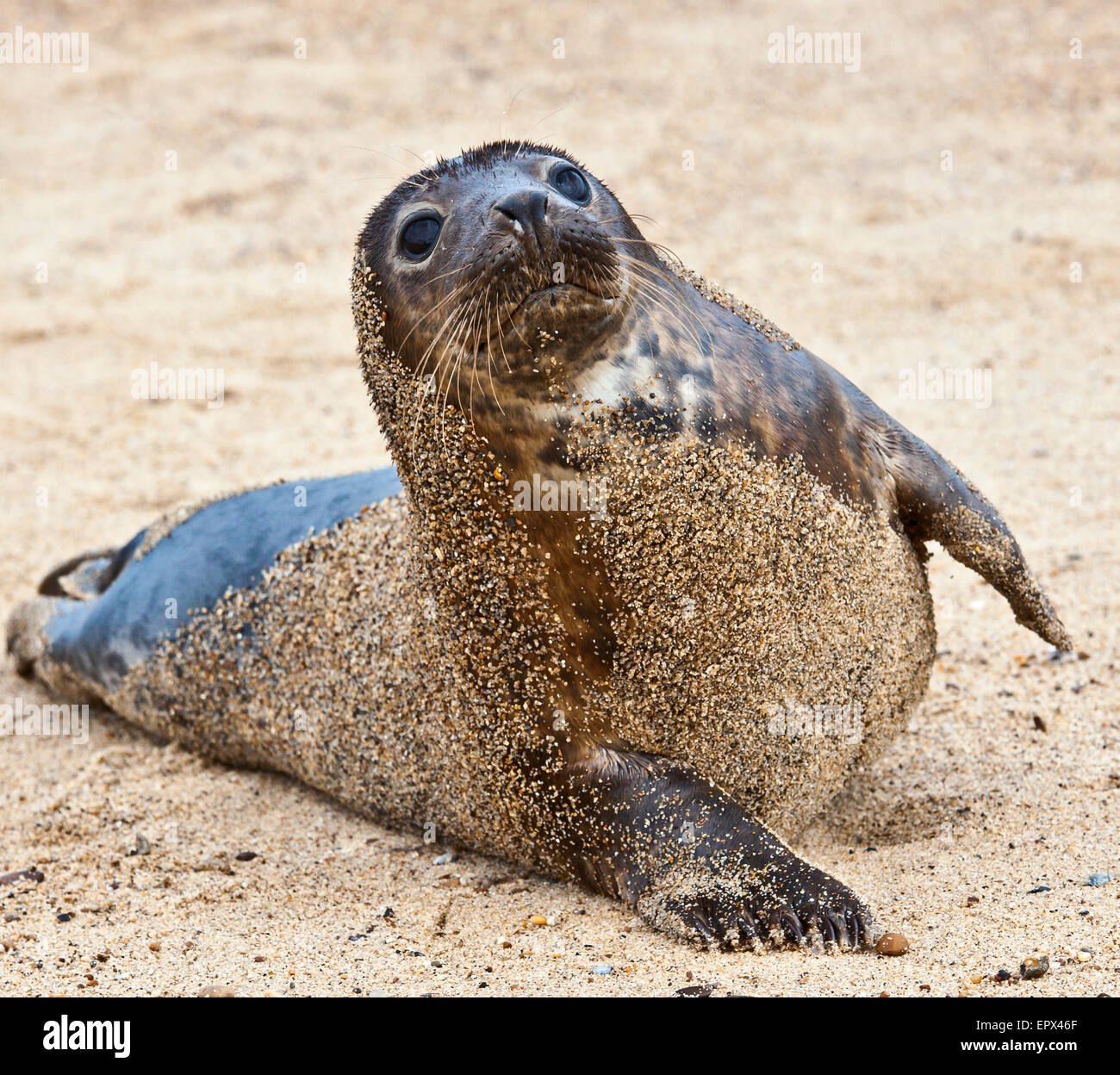 Grey seal Pup. Stockfoto