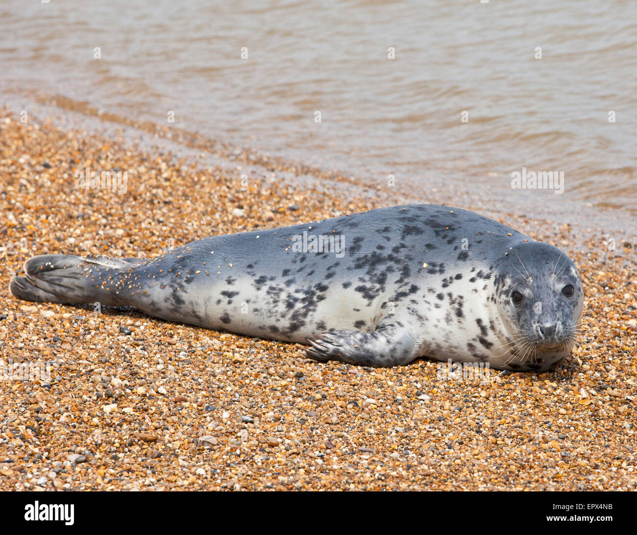 Grey seal Pup. Stockfoto