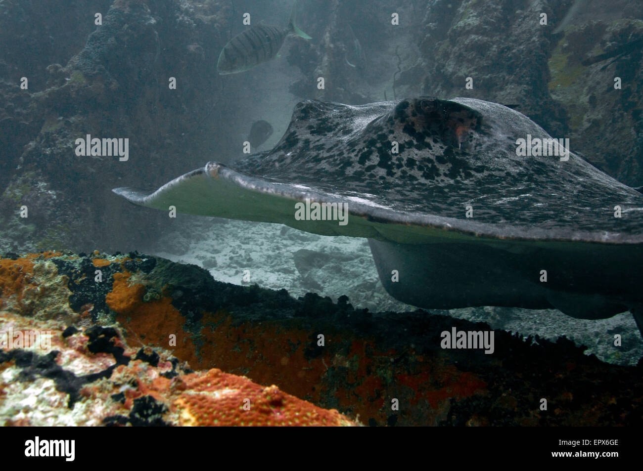 Nahaufnahme eines schwarzen stachelgrauen, schwarz geknotteten (Taeniurops meyeni) auf einem felsigen Riff. Unterwasserfotografie. Stockfoto