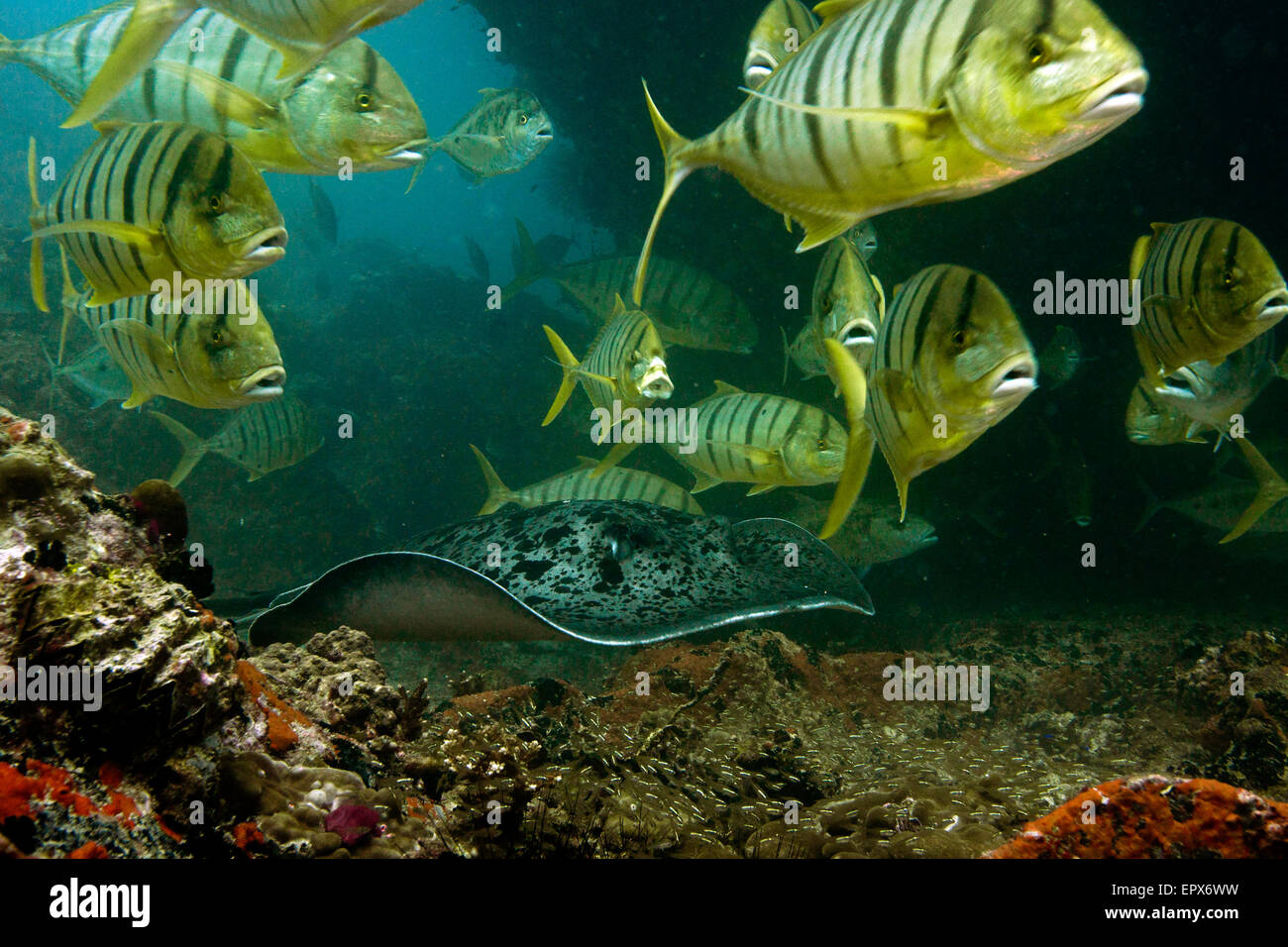 Blotched Fantail Ray, Taeniurops meyeni, Schwimmen mit einer Schule von gelben Golden Trevally, Gnathanodon speciosus. Stockfoto