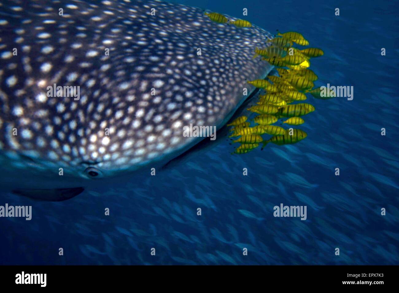 Walhai (Rhincodon Typus) mit gelben Pilot Fisch Stockfoto