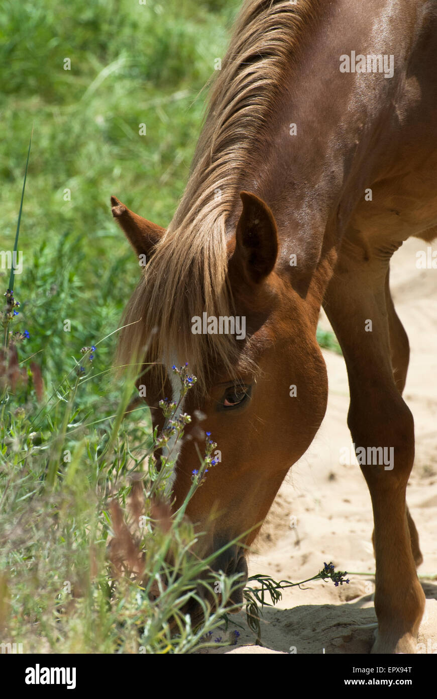 Sauerampfer Pferd Fütterung in einem Feld Stockfoto