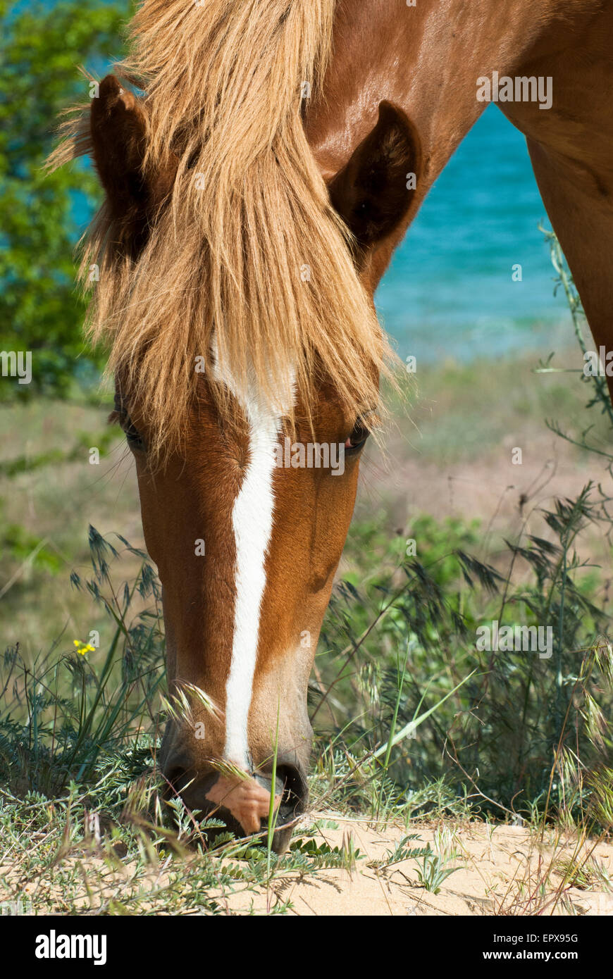 Sauerampfer Pferd Fütterung in einem Feld Stockfoto