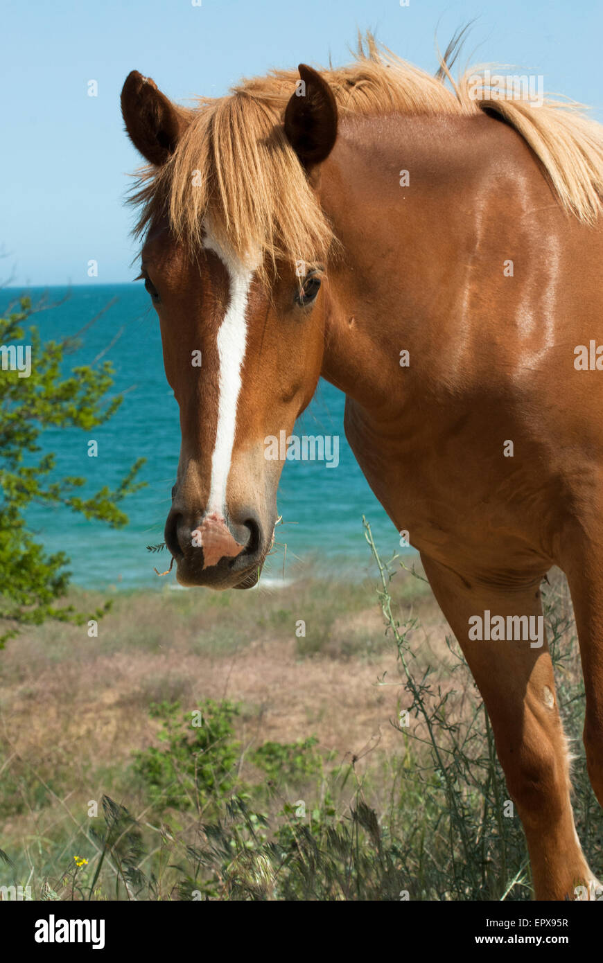 Sauerampfer Pferd Blick in die Kamera Stockfoto