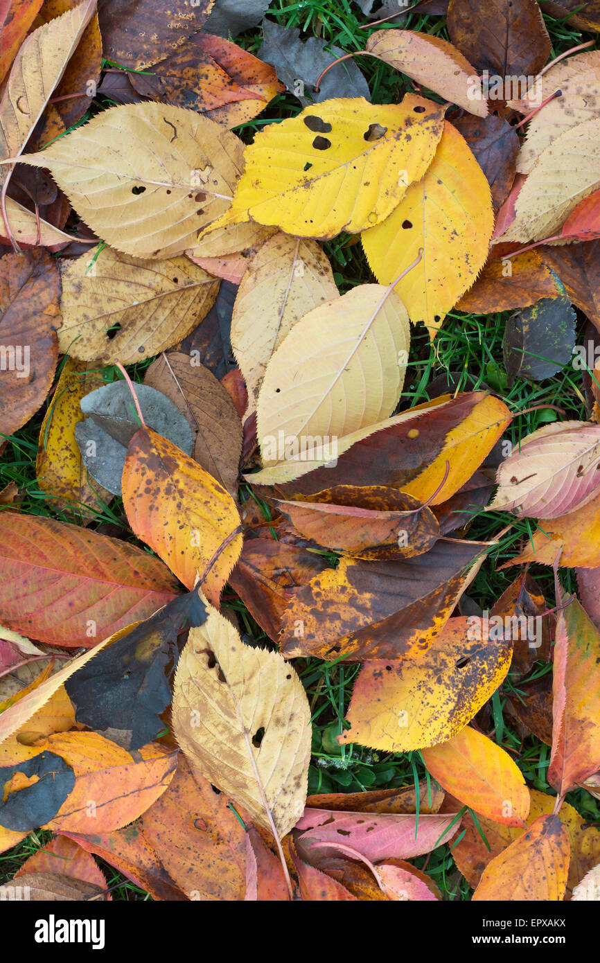 Bunte Blätter an einem sonnigen Herbsttag Stockfoto
