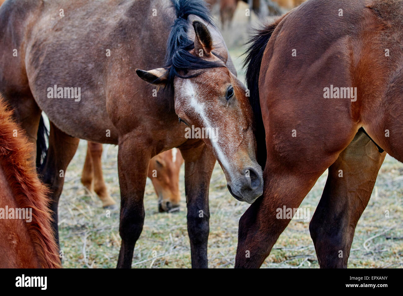 Eine wilde Herde von Pferden mit einem Pferd beißt andere irgendjemandes Bein in der Wüste Stockfoto
