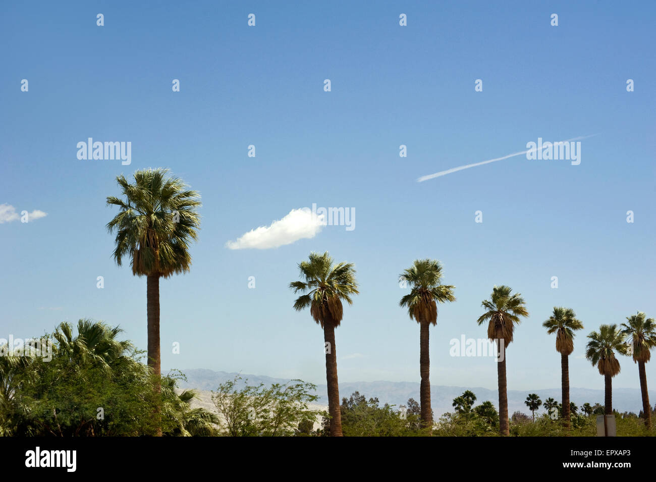 Palmen in Palm Springs Stockfoto