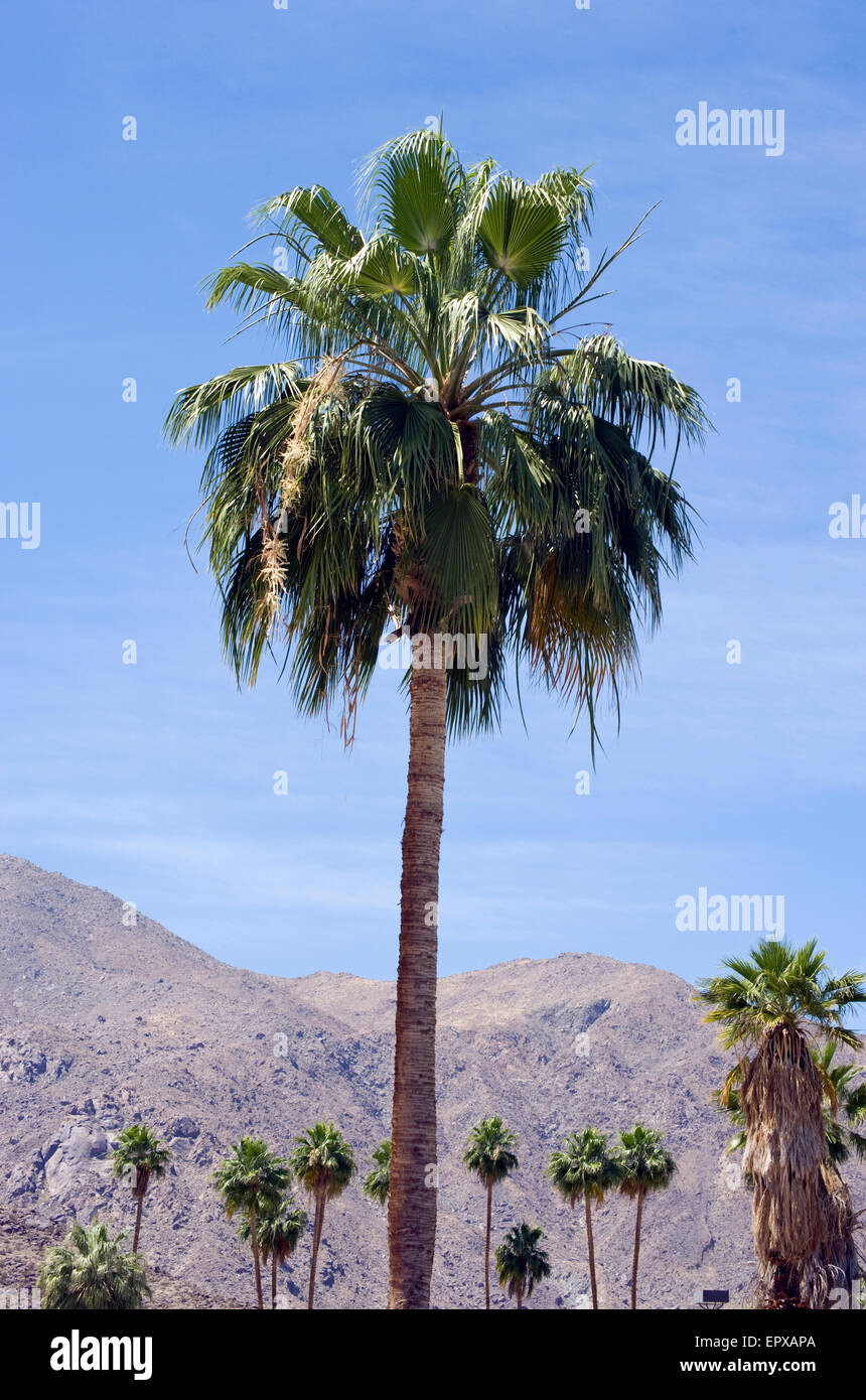 Palmen in Palm Springs Stockfoto