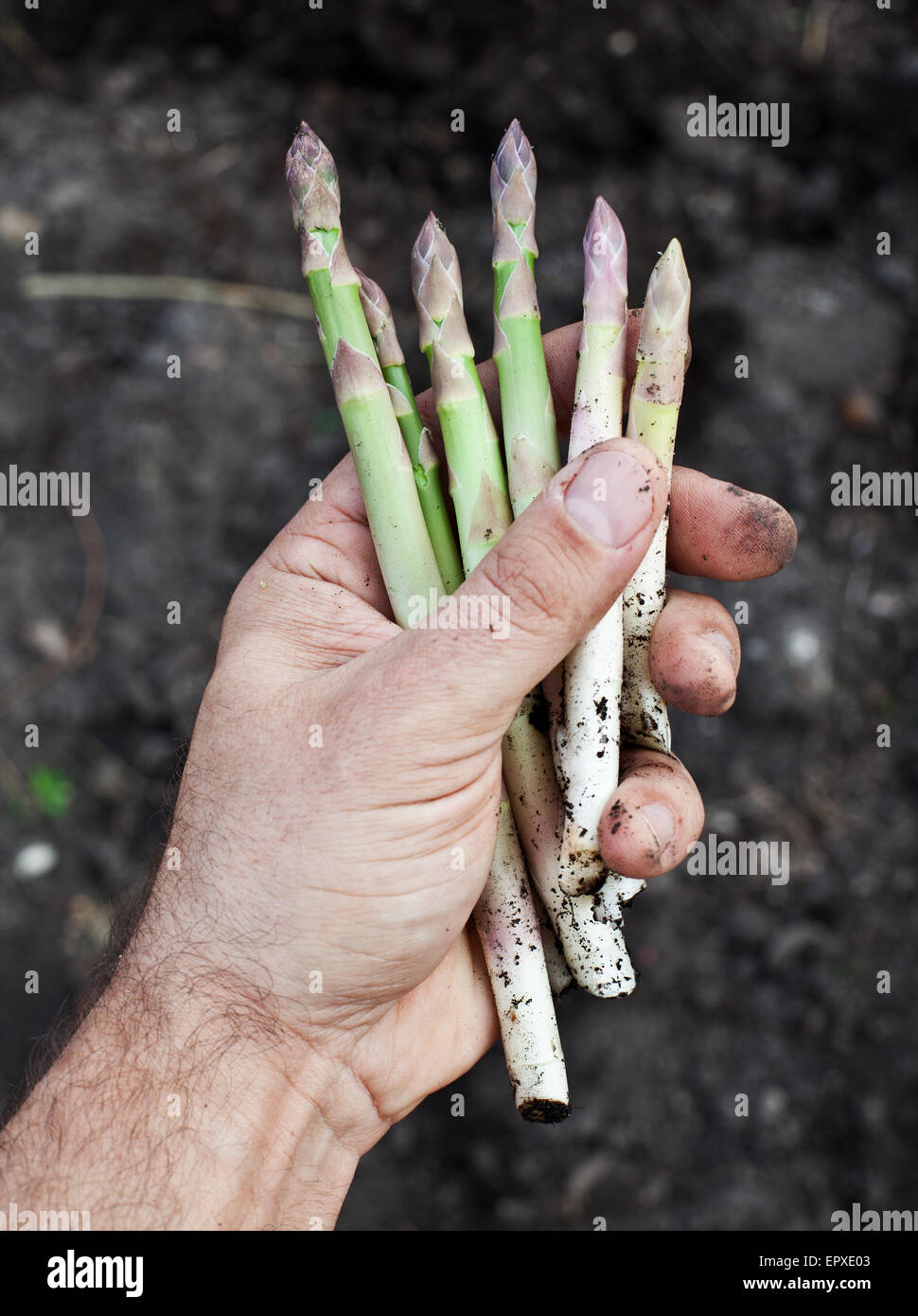 Triebe des Spargels in Menschenhand. Stockfoto