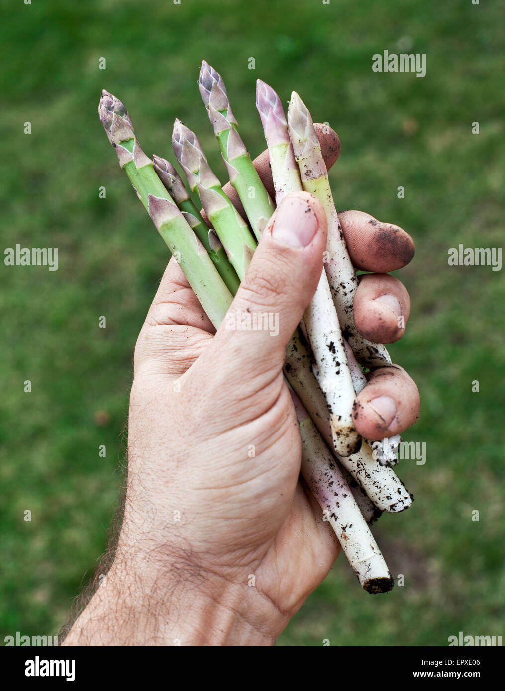 Triebe des Spargels in Menschenhand. Stockfoto