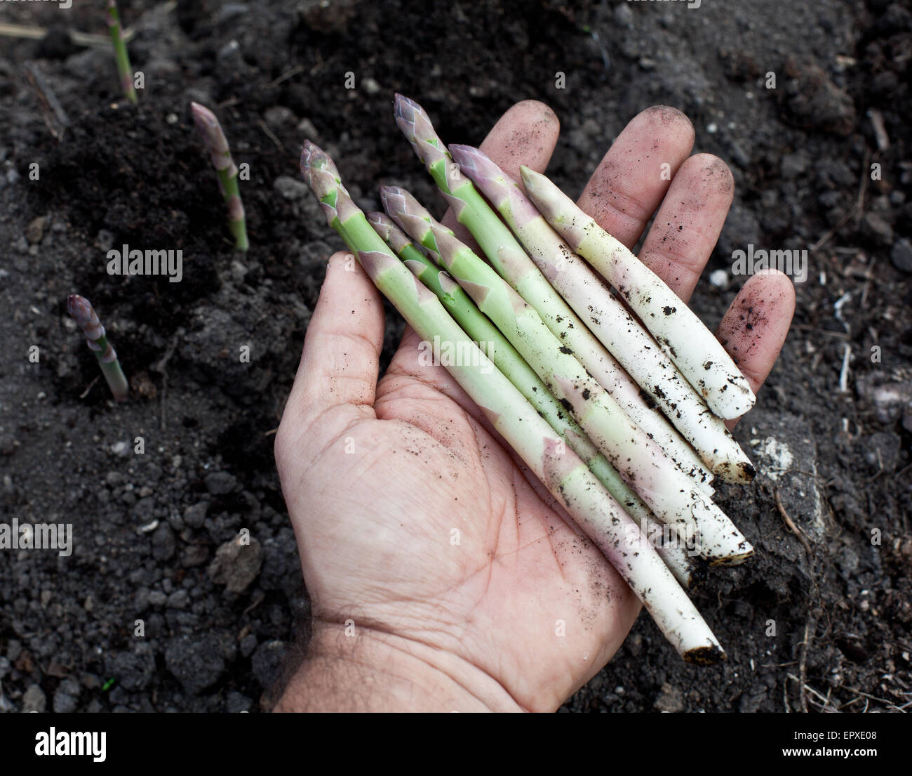 Triebe des Spargels in Menschenhand. Stockfoto
