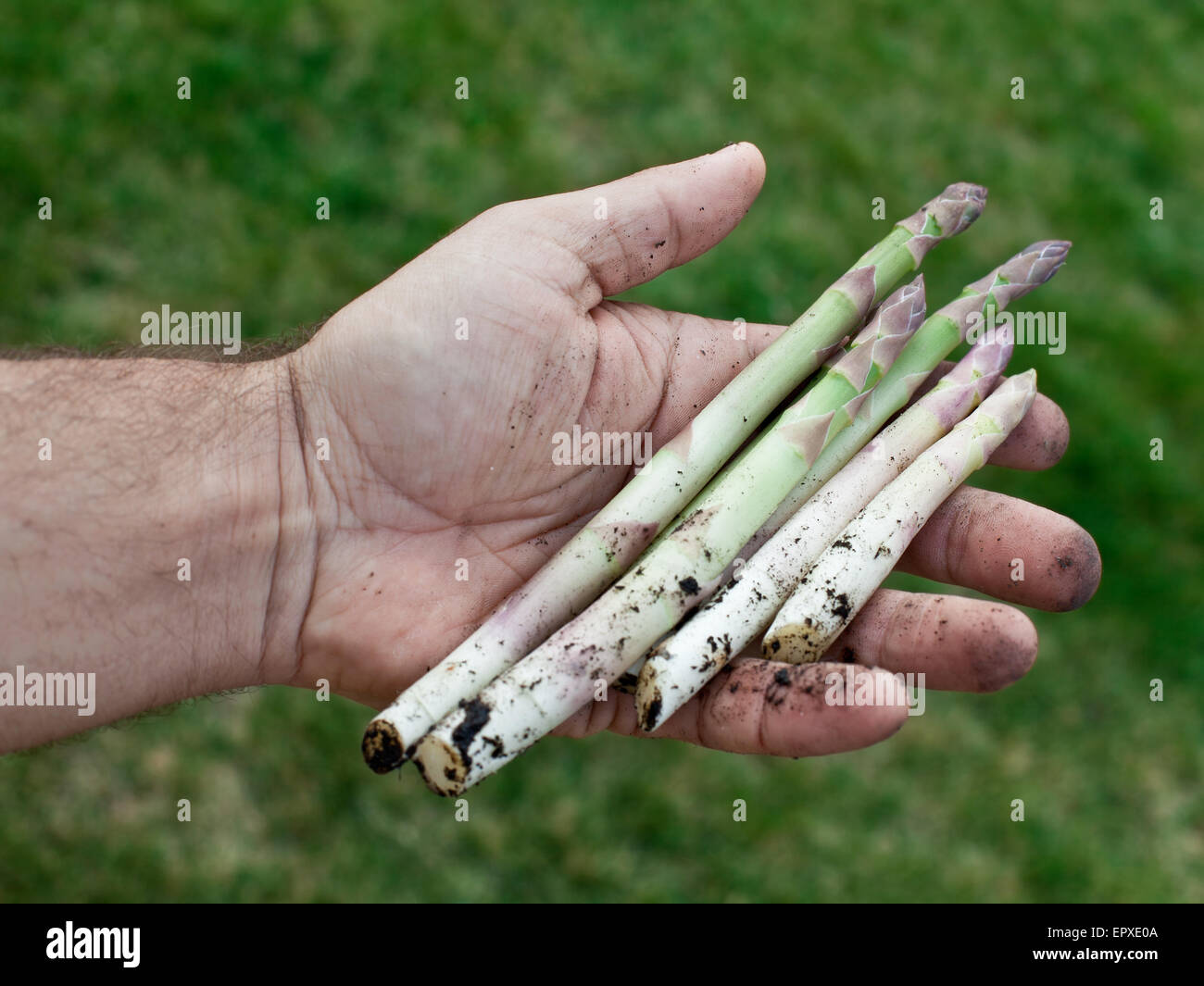Triebe des Spargels in Menschenhand. Stockfoto