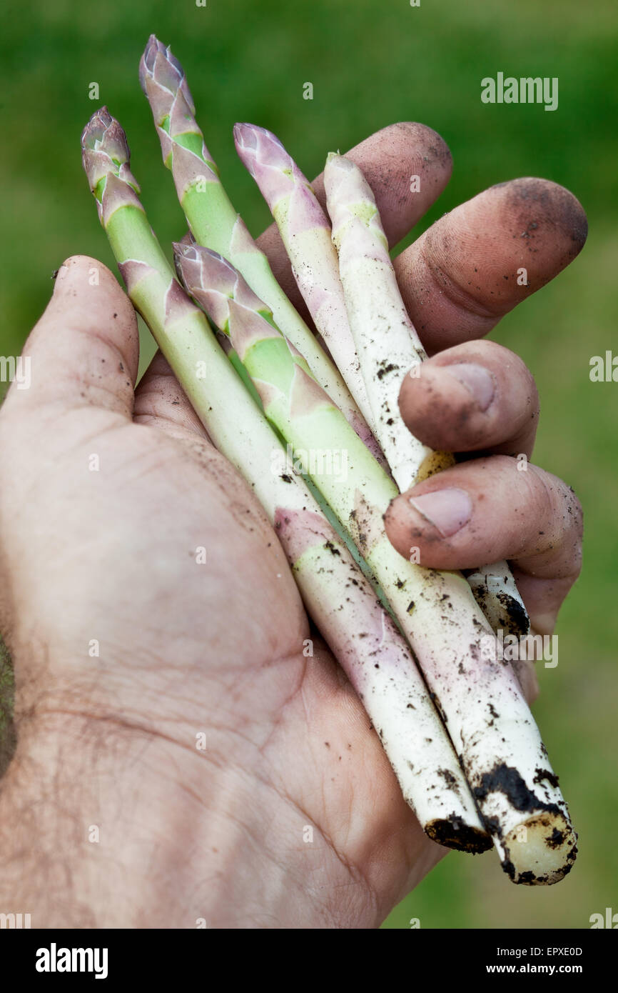 Triebe des Spargels in Menschenhand. Stockfoto