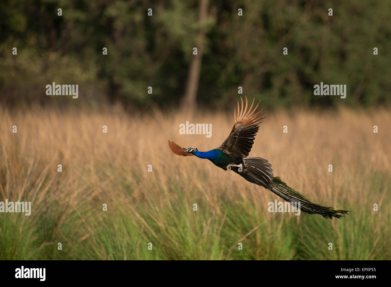 Eine indische Pfau im Flug im Rajbagh Bereich des Ranthambhore National Park, Indien. Stockfoto